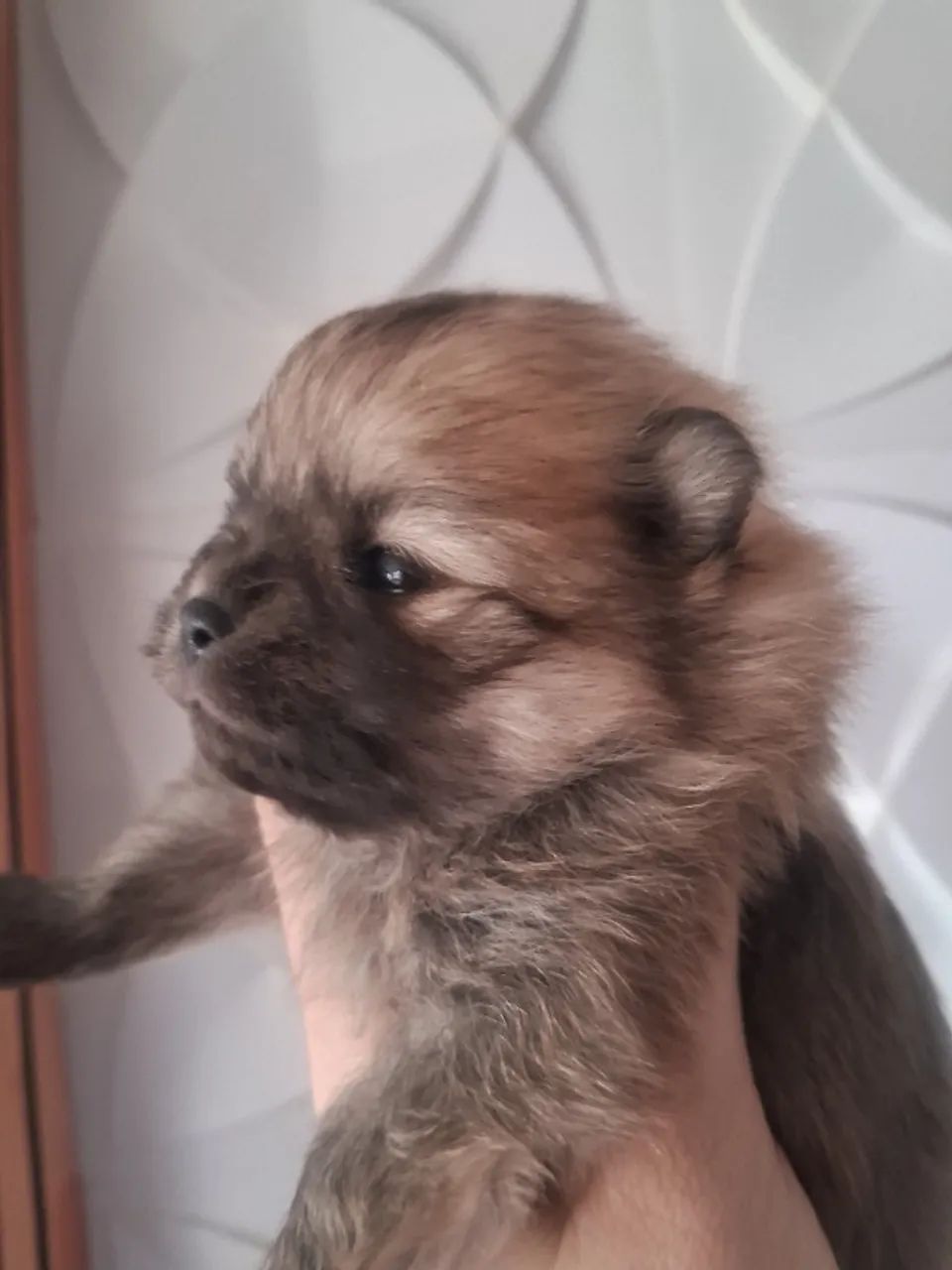 Spitz alemão  - Foto 3