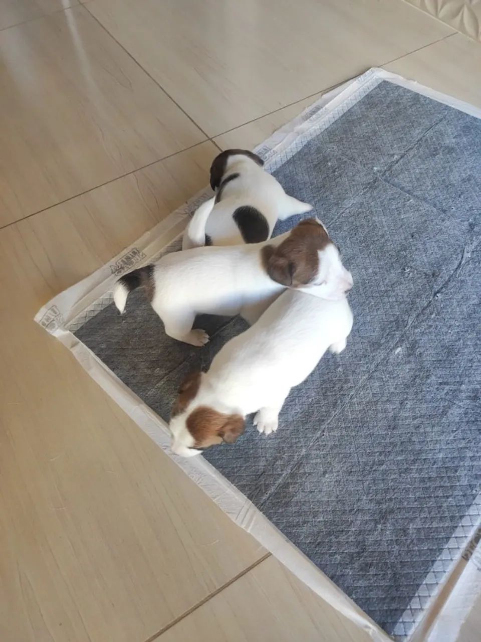 FILHOTES JACK RUSSELL - Foto 5