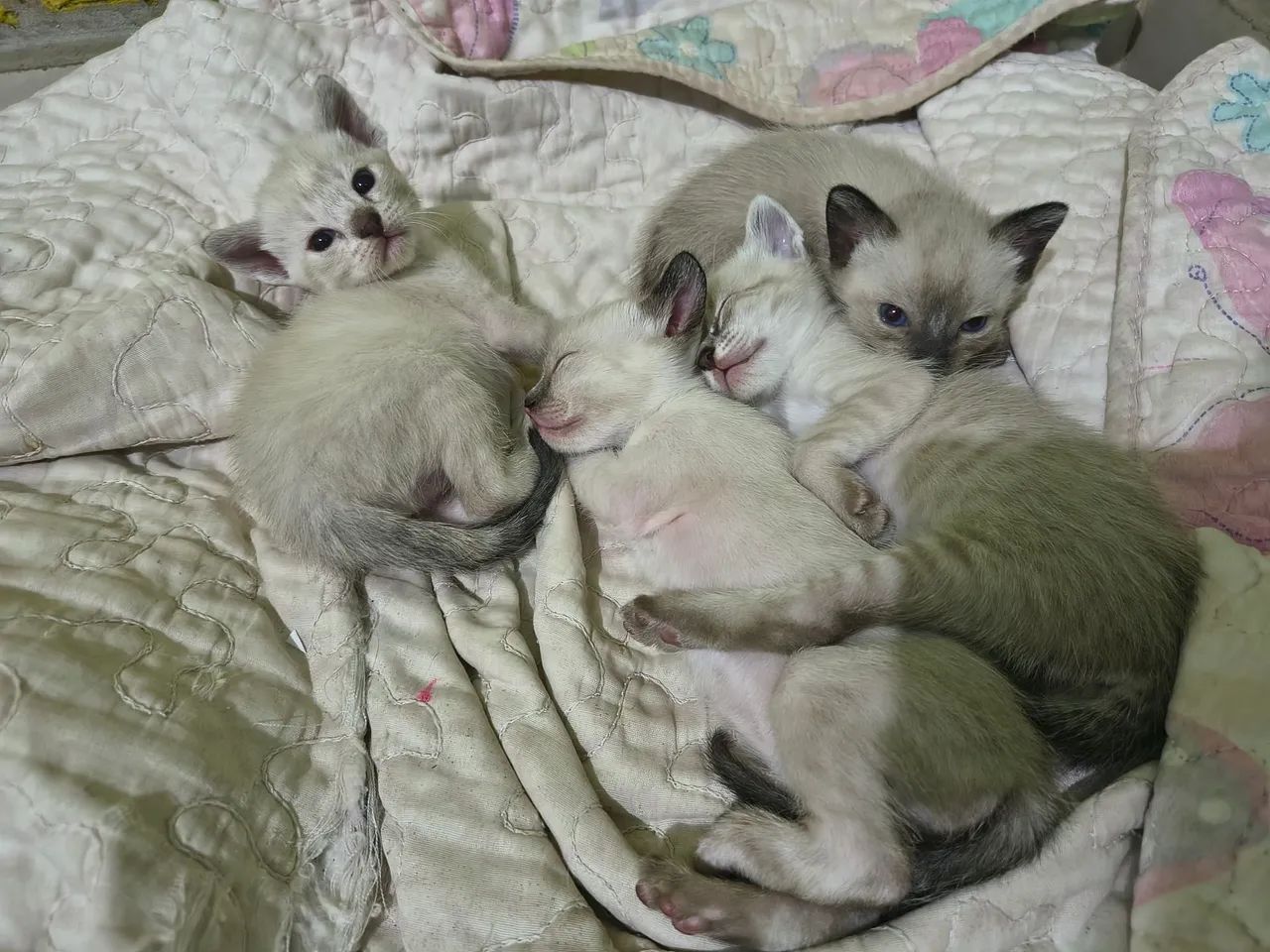 Gato filhote - Foto 4