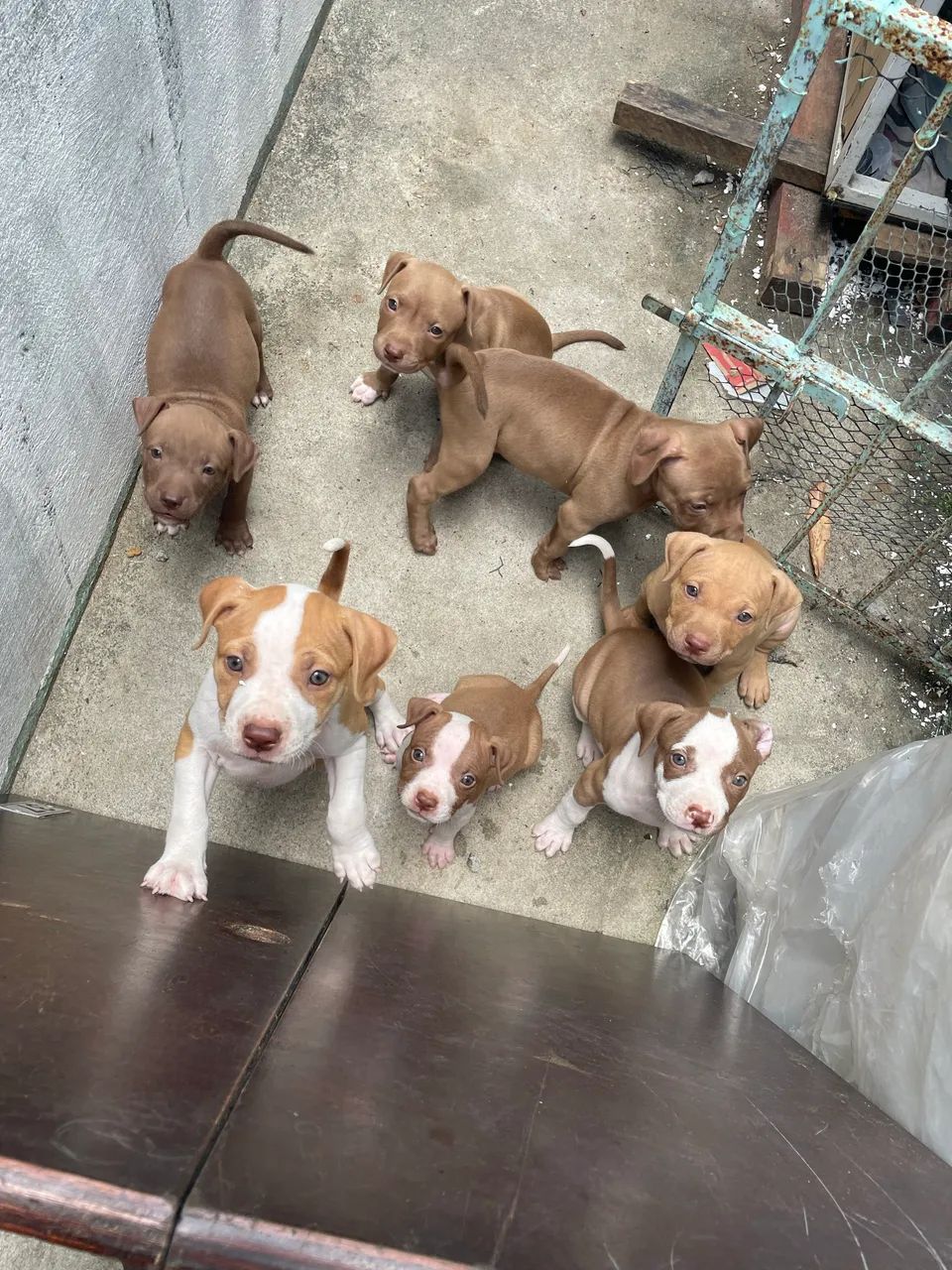 Filhote Pitbull - Foto 2