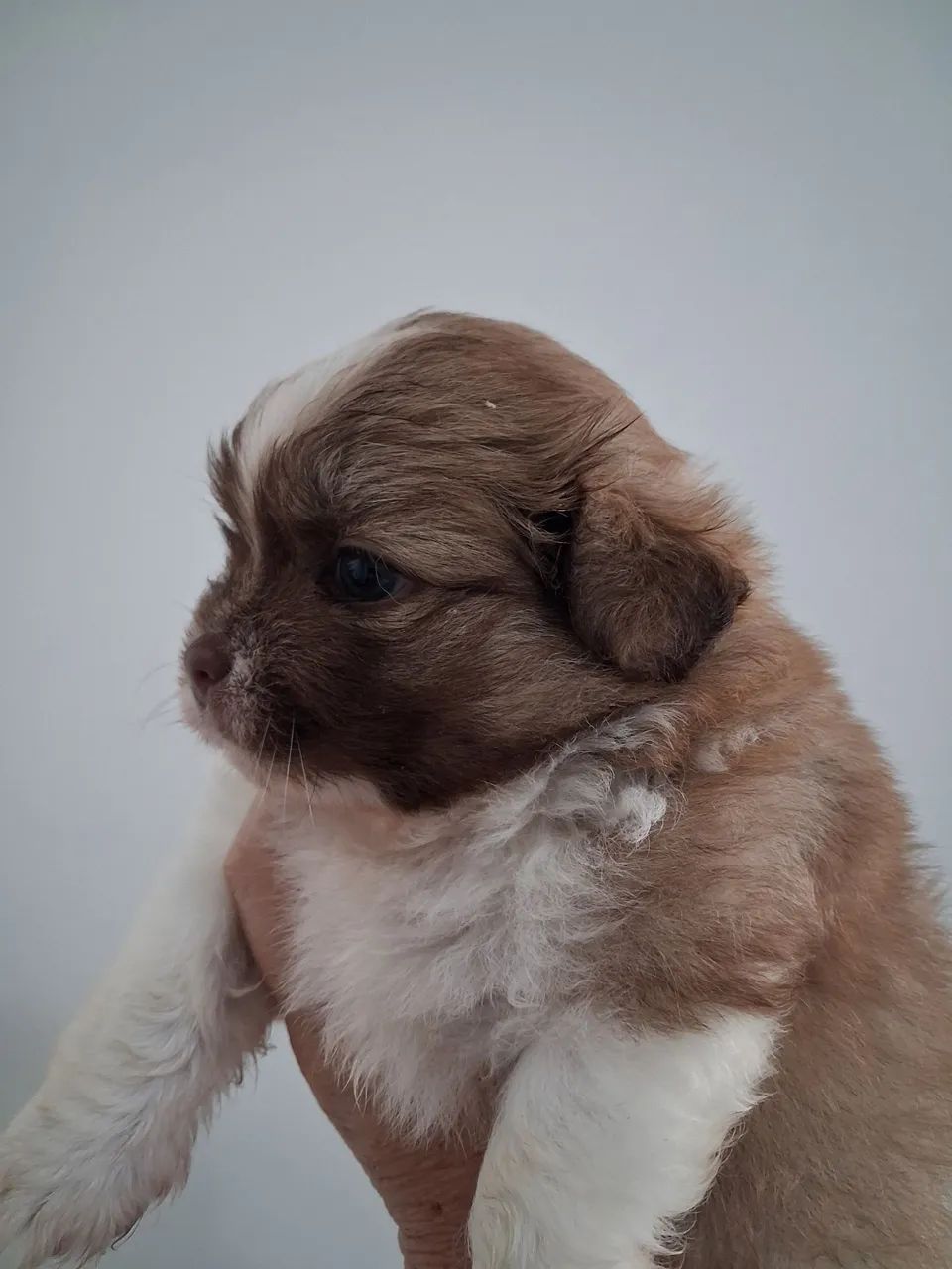 Shihtzu disponível  - Foto 4