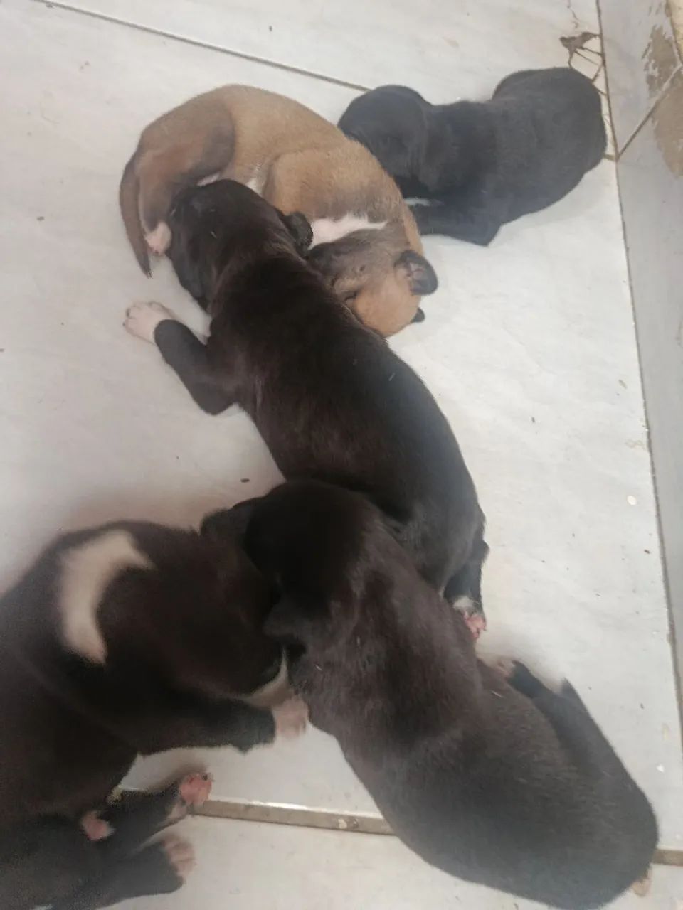 Pitbull 