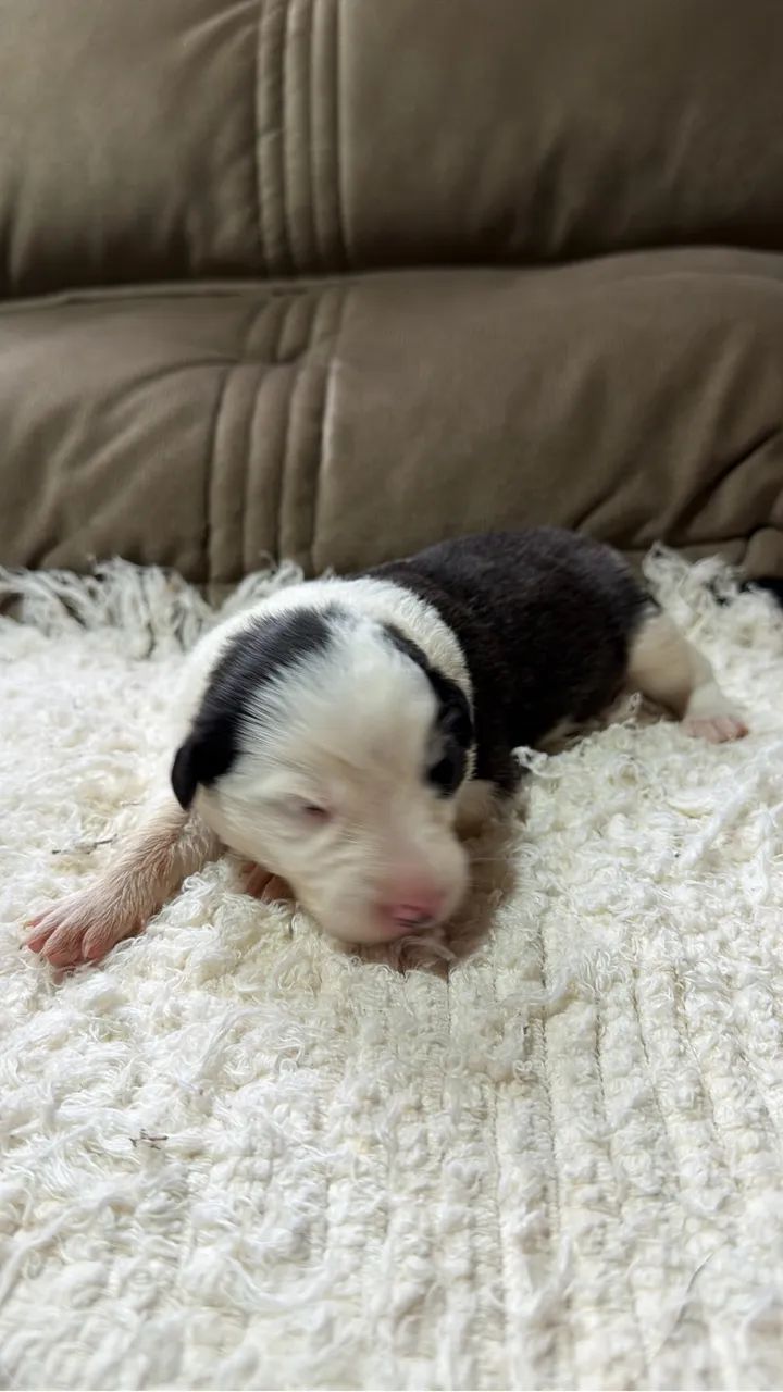Filhotes de Border collie