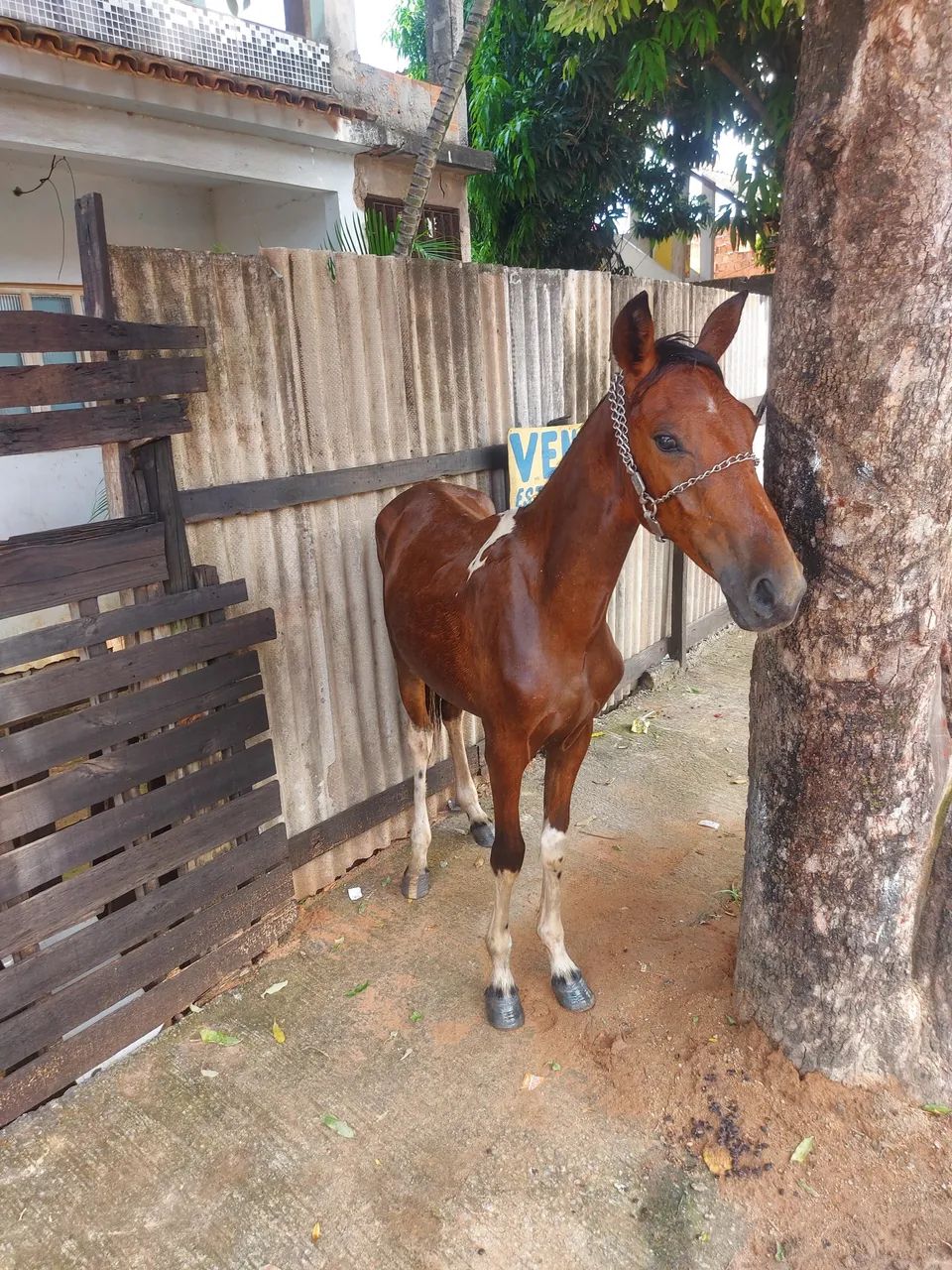 Cavalo