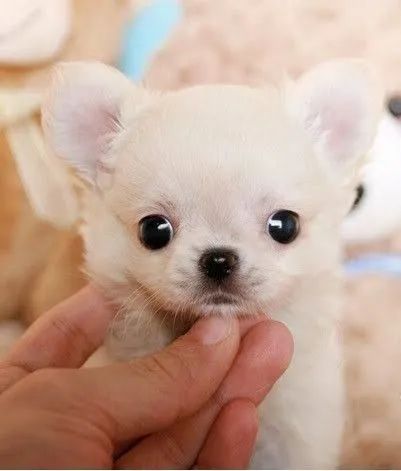 chihuahua 