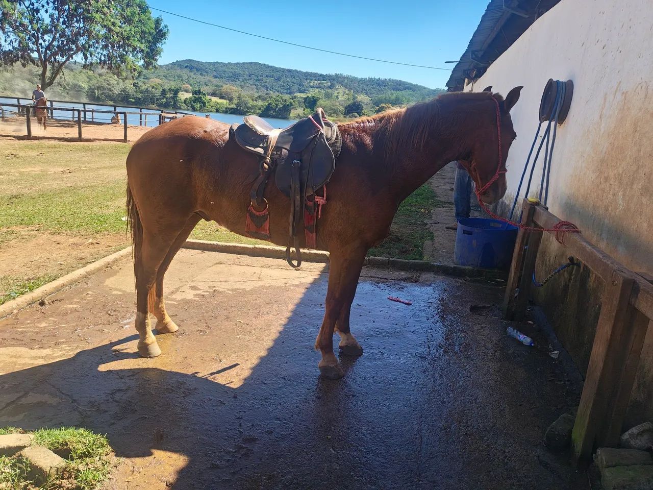 Cavalo 1/2 sangue QM - Foto 6