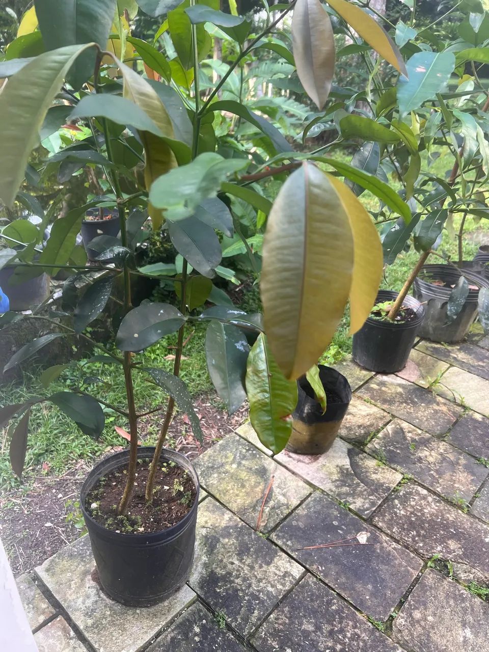 FRUTA ACHACHAIRU - Foto 4