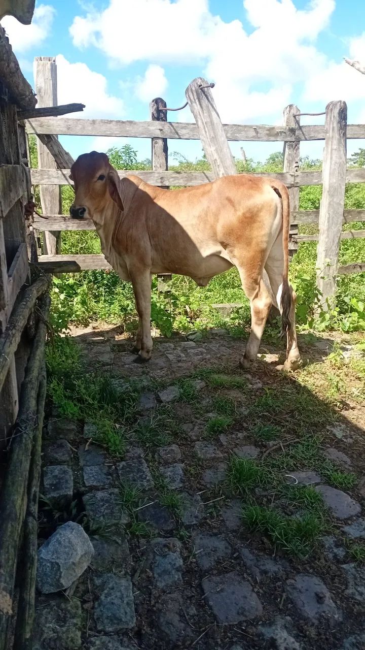 Novilha