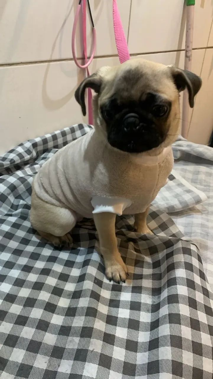 Cachorrinha pug  - Foto 4