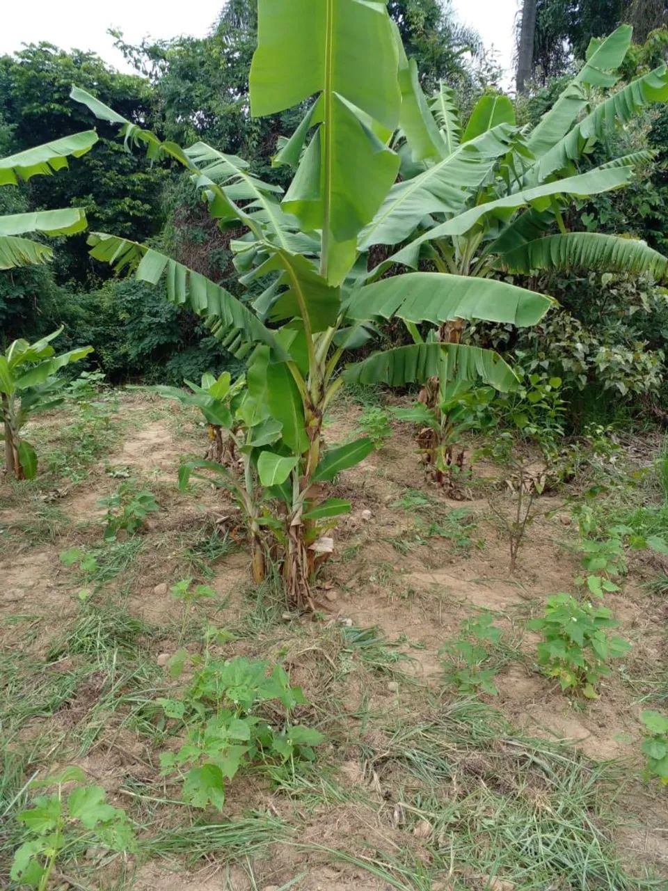 Vendo terreno de chácara  - Foto 2