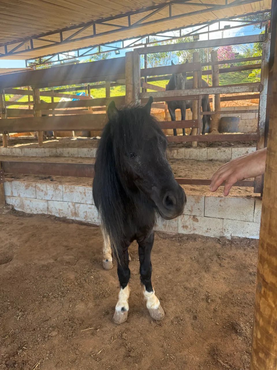 Vendo Mini-Poney garanhão  - Foto 2