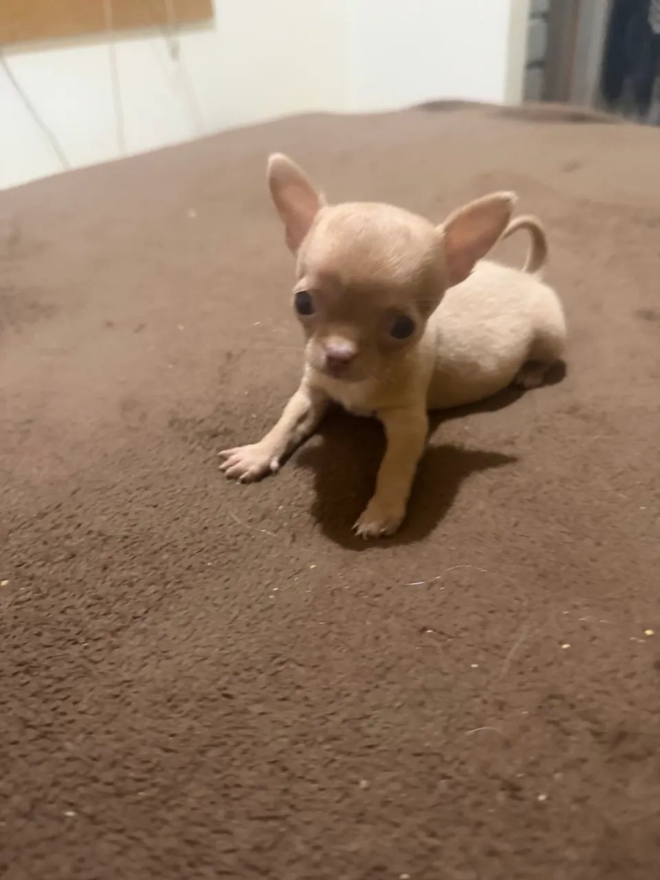 Chihuahua - Foto 4