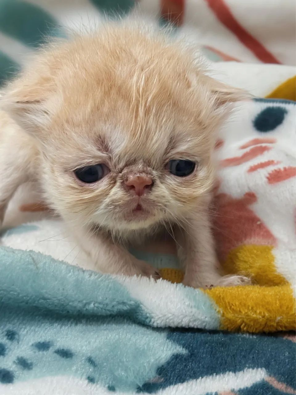 Gato persa  - Foto 2