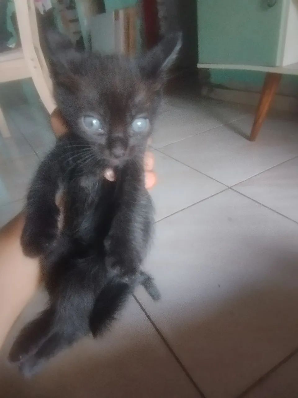 Com 2 meses  - Foto 2
