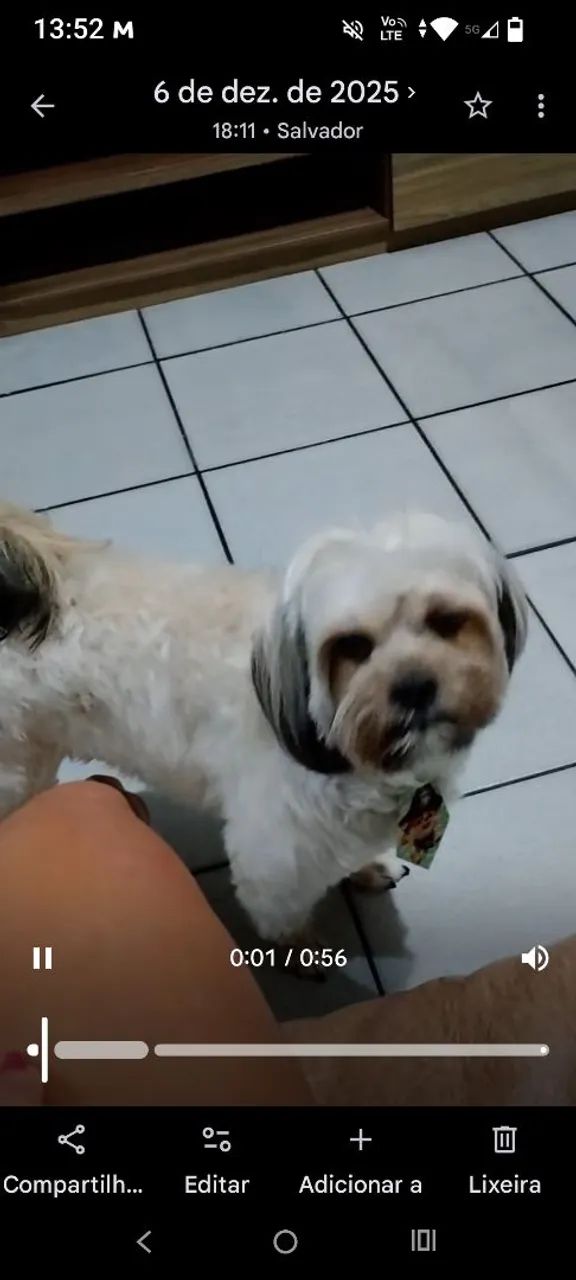 Adoção responsável 