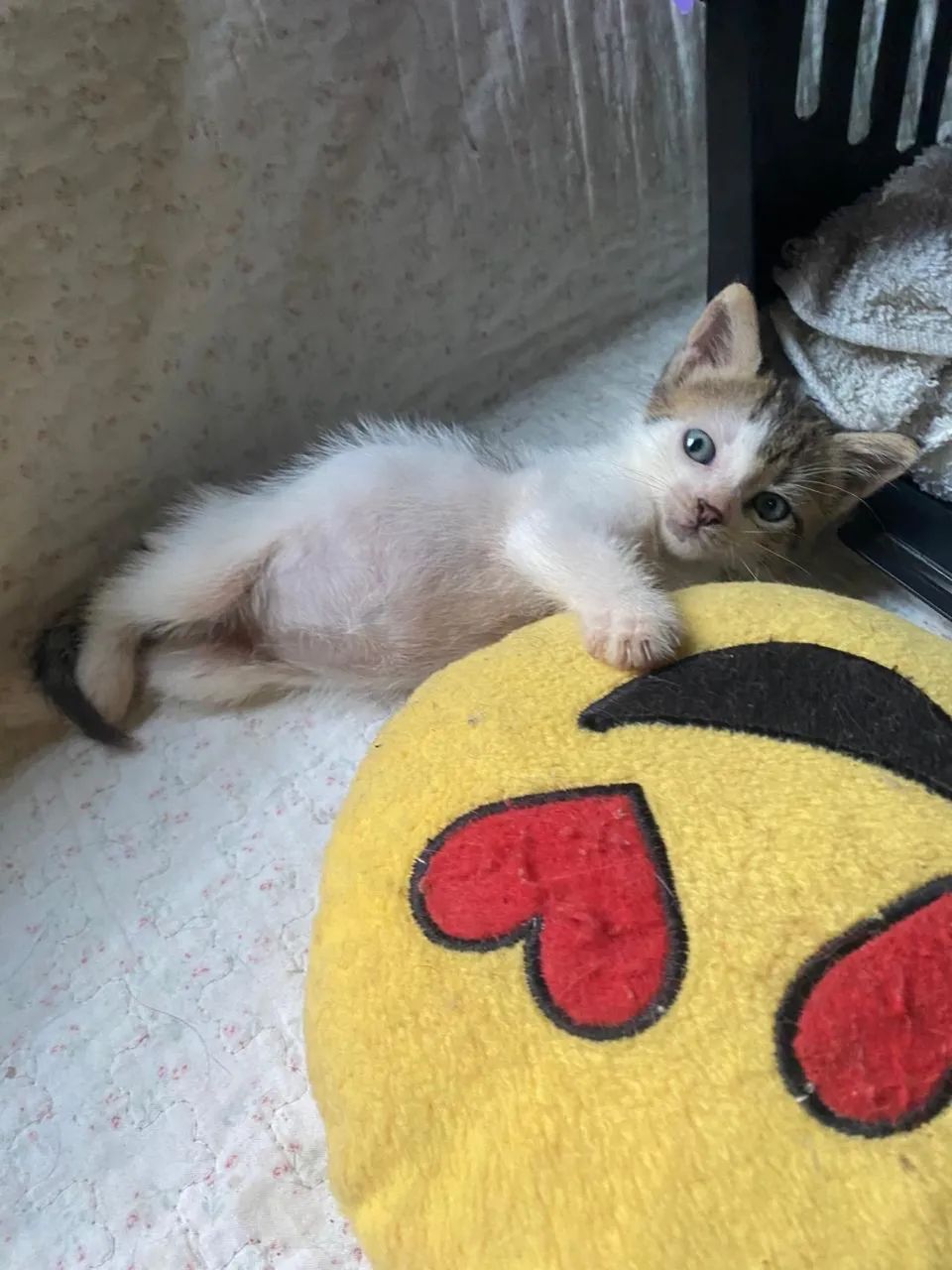 Gato para adoção responsável - Foto 2