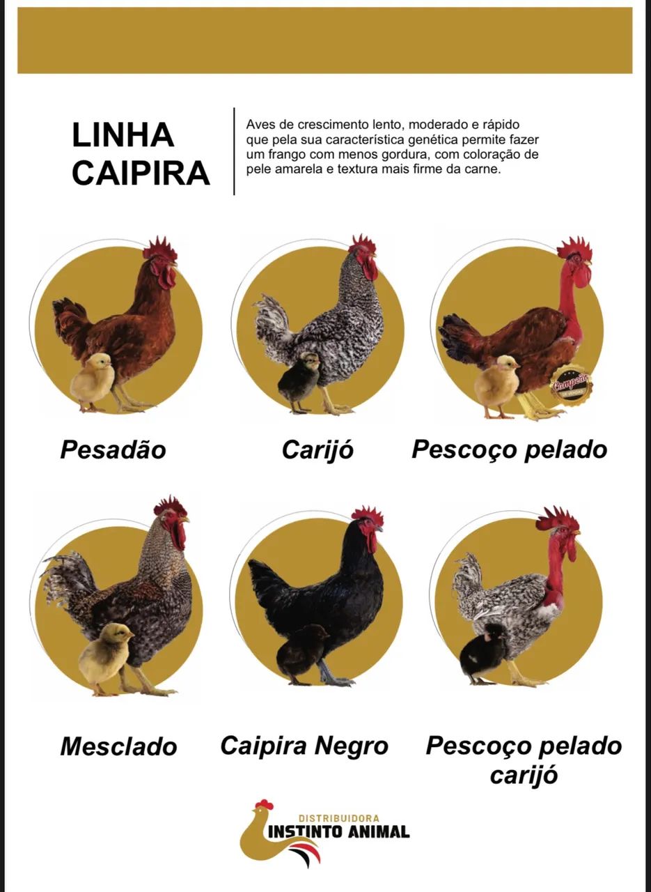 Pintos caipiras - Foto 4