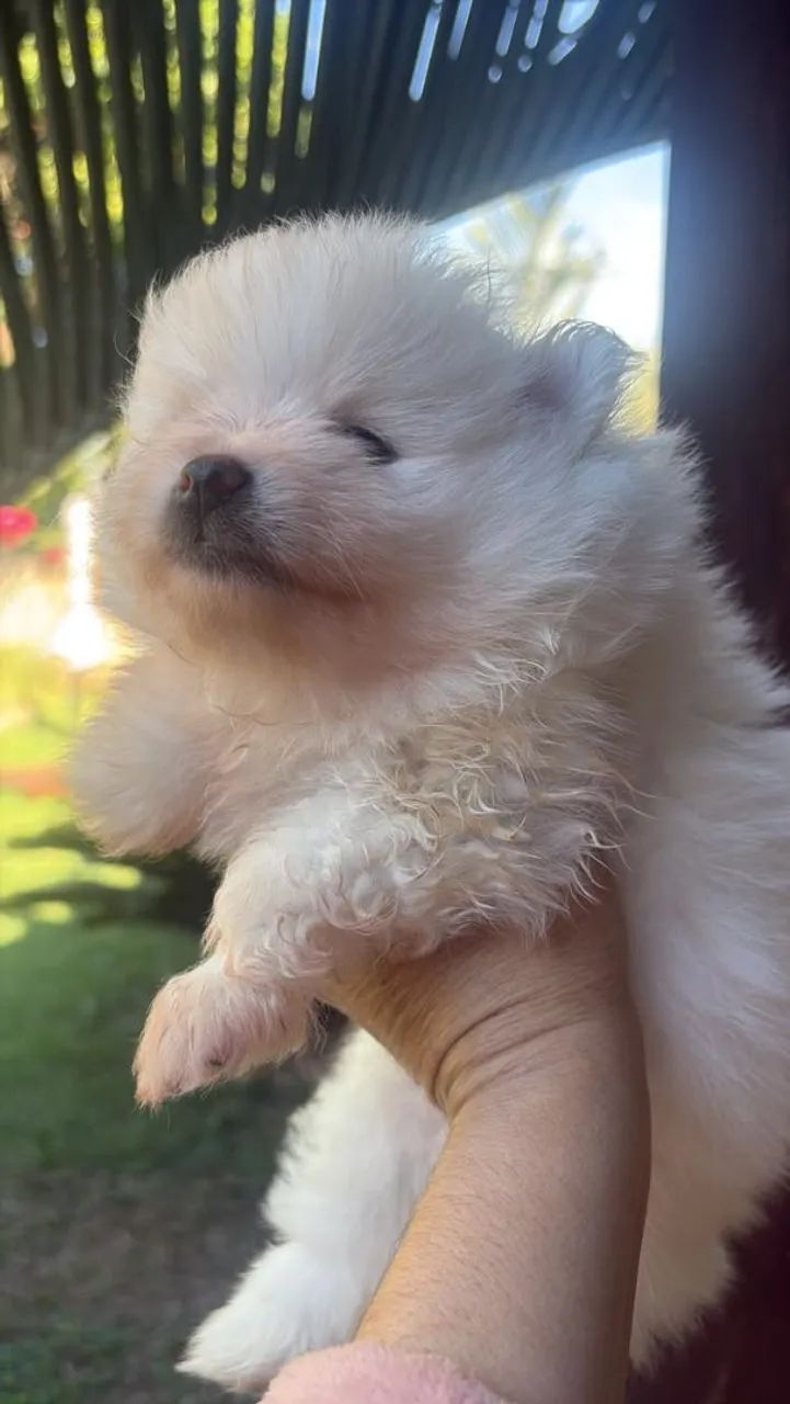 Filhotes spitz Alemão - Foto 4