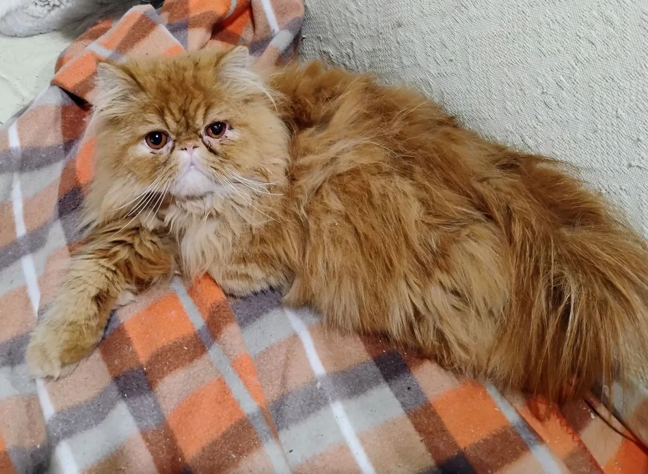 Gato Persa Filhotes Promoção Especial Últimos - Foto 4