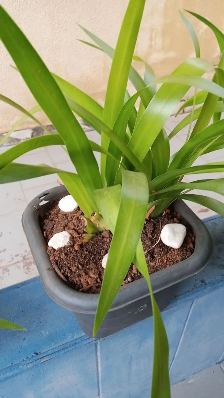 Orquidea