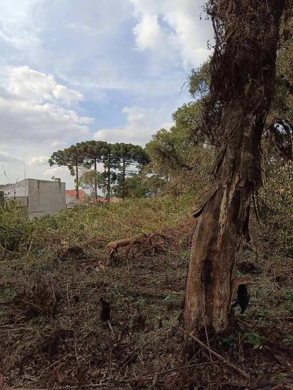 Corte de árvores e outros trabalhos  - Foto 4