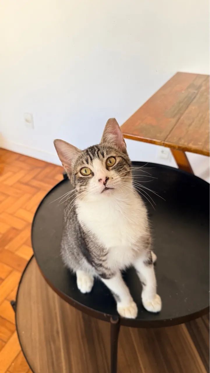 Gato macho castrado, 8 meses - Foto 3