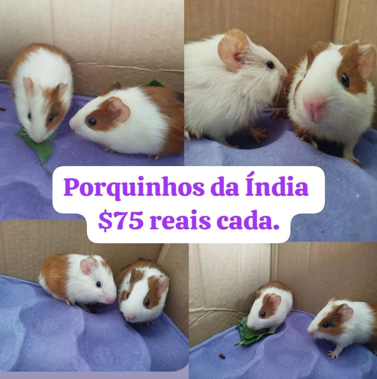 Porquinho da Índia 