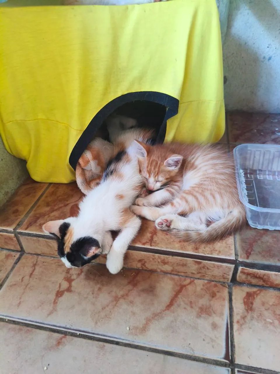 Gatinhos para adoção? - Foto 2