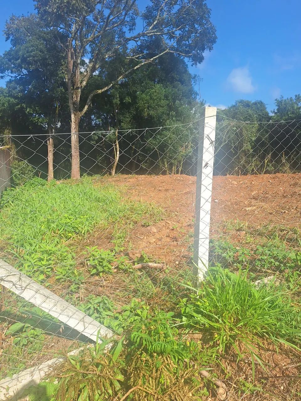 Terreno Pilarzinho 372m2 - Foto 4