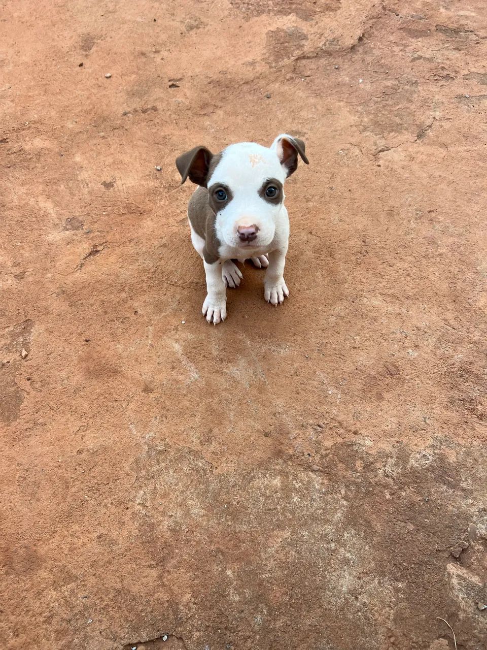 Cachorro