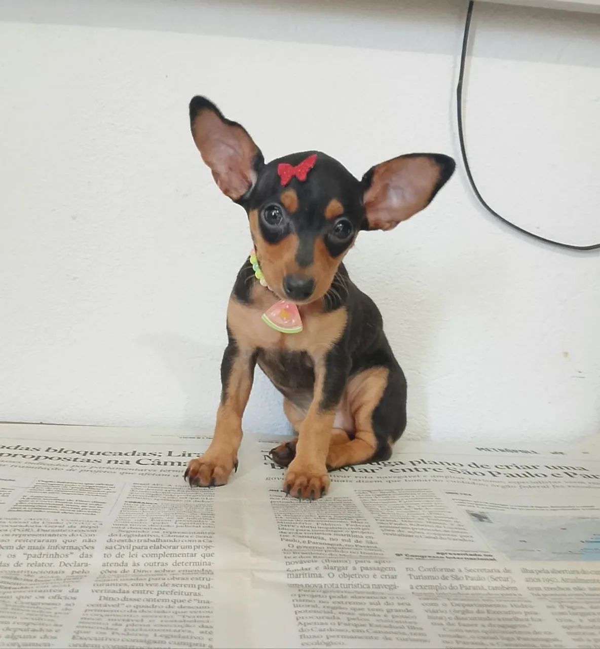 Fêmea de pinscher 