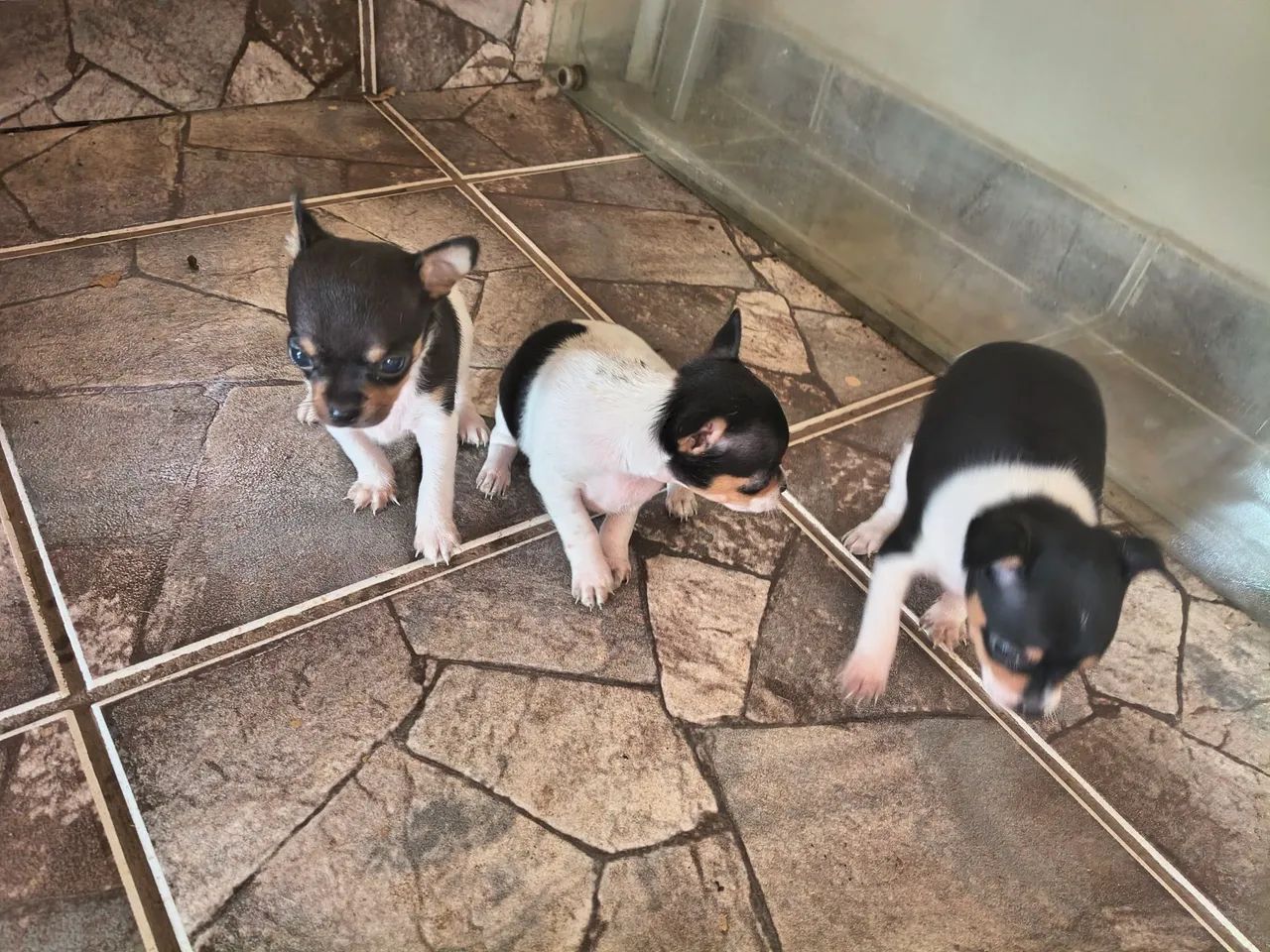 Pinscher  - Foto 3