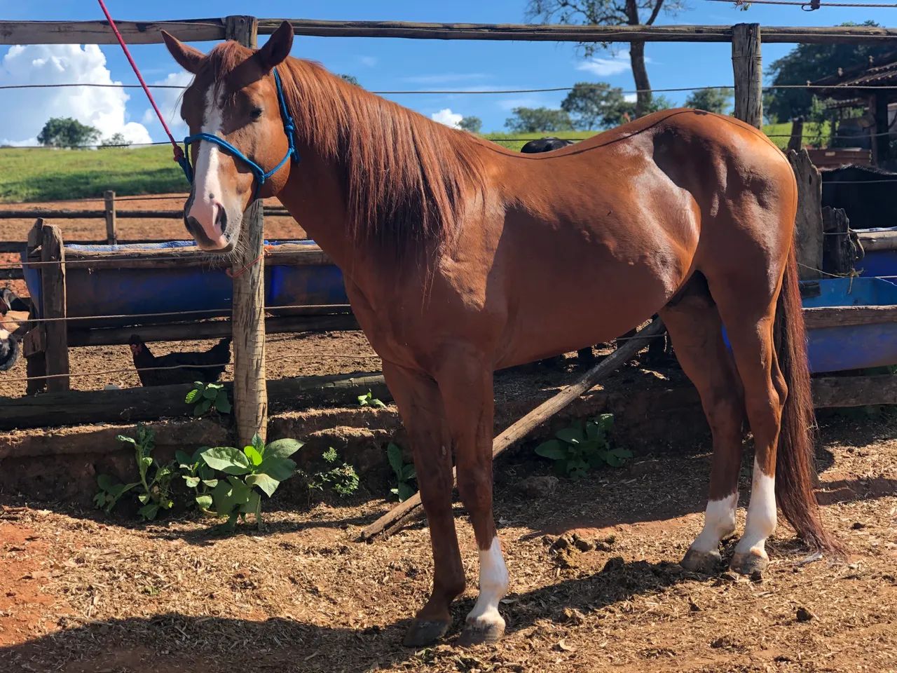 Cavalo QM à venda  - Foto 2