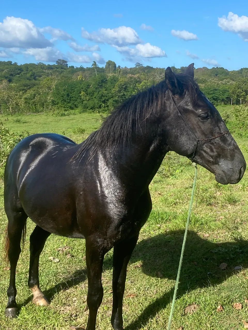 Potro com 2 anos e 2 meses pra vender ou trocar