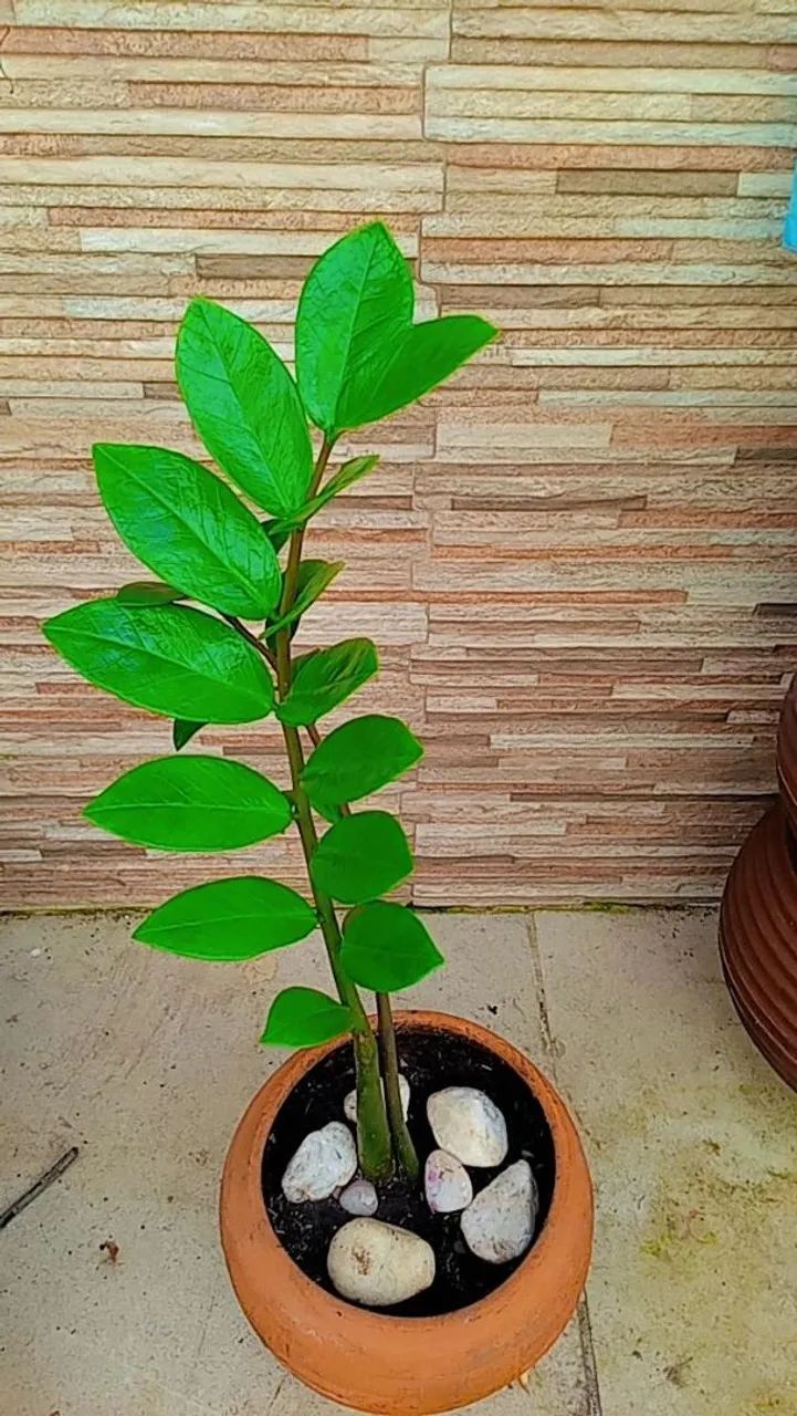 Zamioculca 