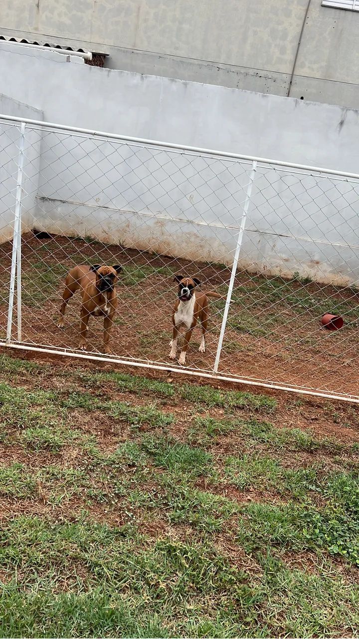 Doa-se casal de  boxer 