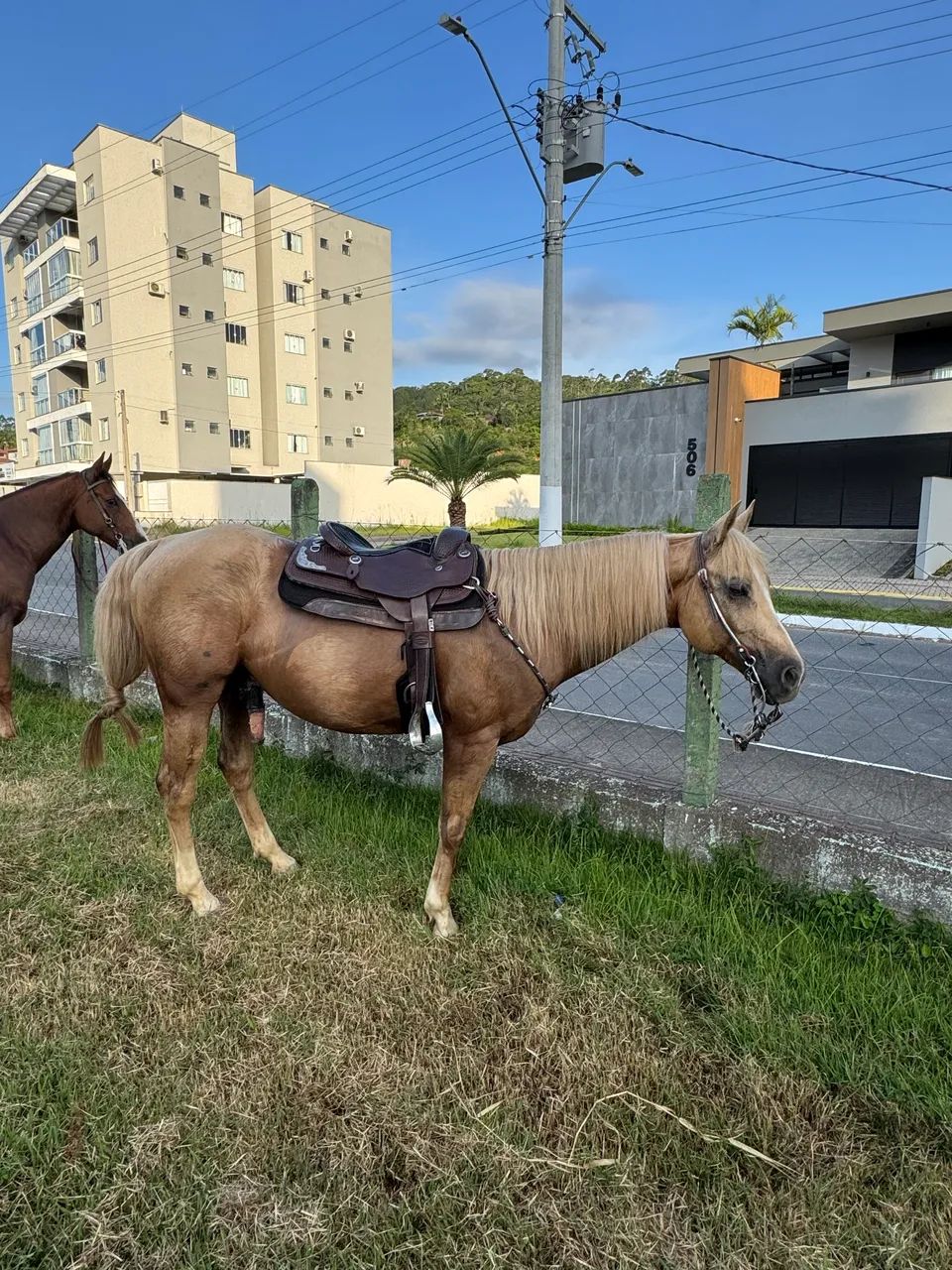 cavalo quarto de milha - Foto 2