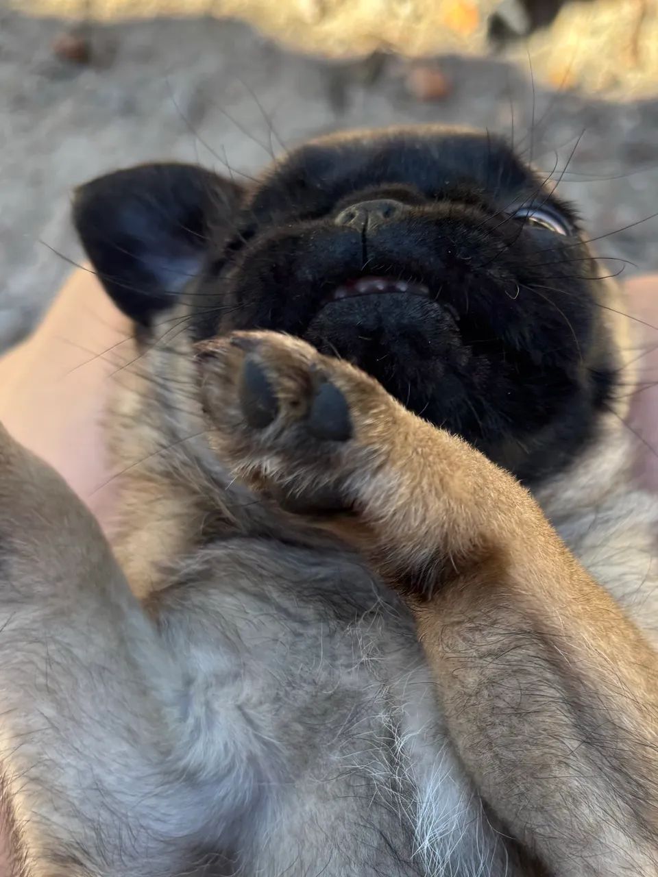 Pug mini troco por Pinscher  - Foto 3