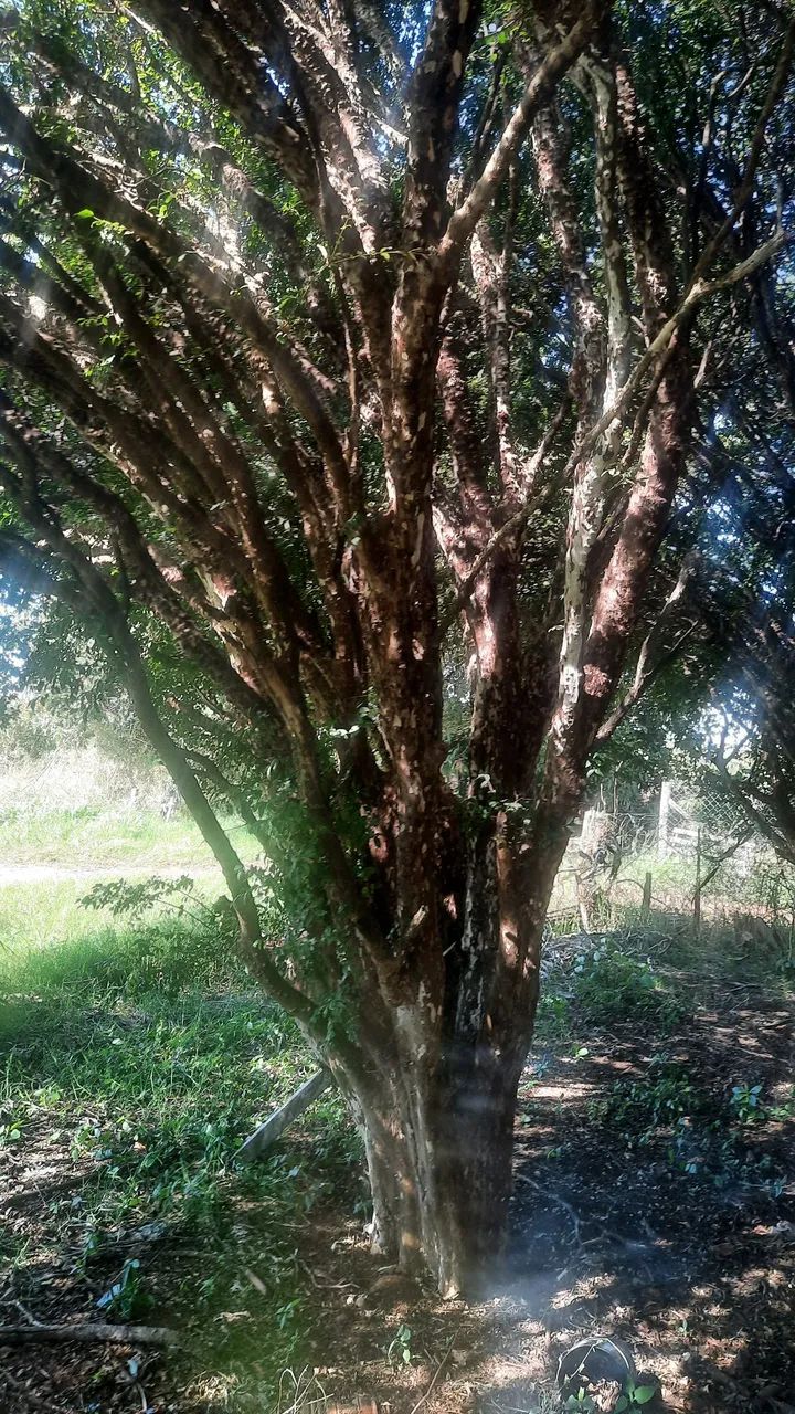 Pés de jabuticaba com mais de 30 anos - Sabará - Foto 5