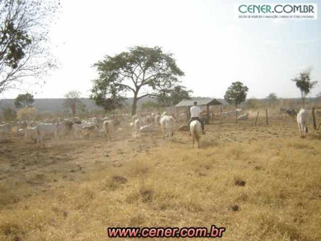 124C/Ótima fazenda de 600 hectares preparada para pecuária - Foto 2