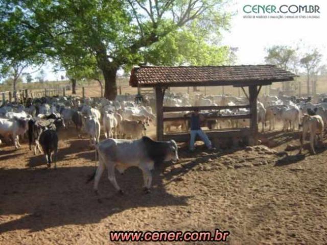 124C/Ótima fazenda de 600 hectares preparada para pecuária - Foto 9