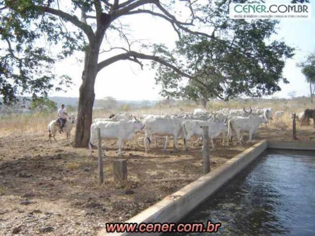124C/Ótima fazenda de 600 hectares preparada para pecuária - Foto 3