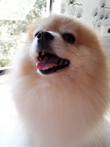 Lulu da Pomerania spitz macho adulto