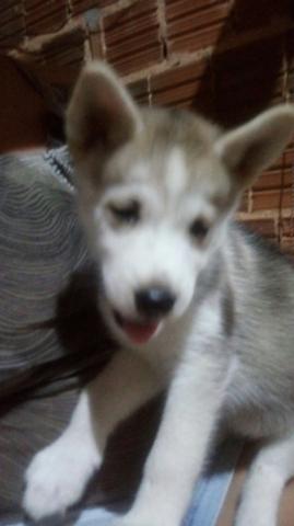 Fêmea de husky - Foto 2
