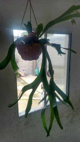 Planta chifre de viado - Foto 3