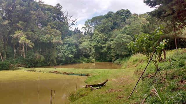 Chácara em Araucária - Foto 6