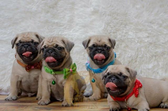 Pugs filhotes disponíveis - Foto 3