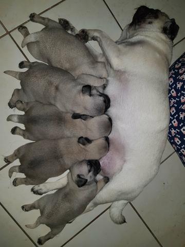 Filhotes de Pug Pais com Pedigree - Foto 4