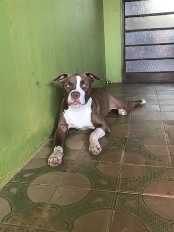 Vendo