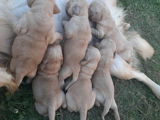 FILHOTES de Golden retriever - Foto 5
